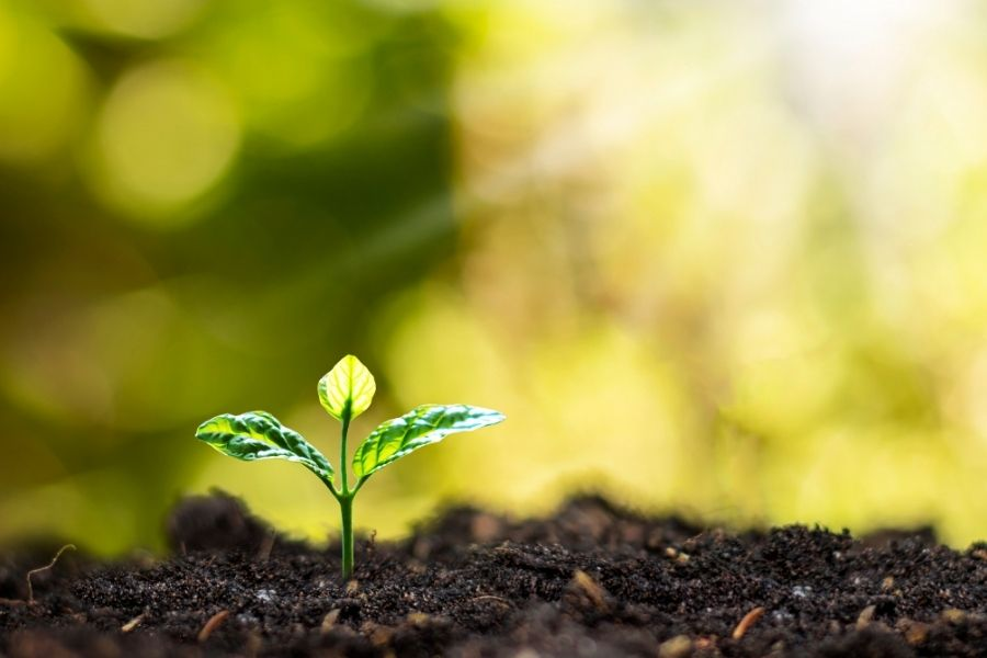 Een jonge plant als symbool voor groei en ontwikkeling